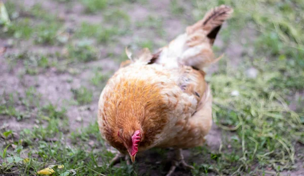 Ένα Μικρό Κόκκινο Κοτόπουλο Στην Αυλή Ψάχνει Φαγητό Φάει Γεωργική — Φωτογραφία Αρχείου