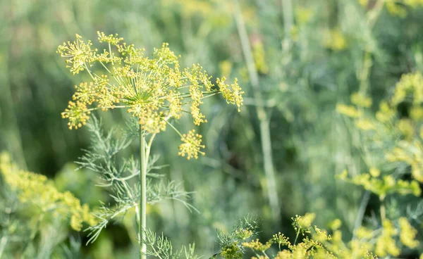 Background Dill Umbel Close Garden Plant Fragrant Dill Bed Garden — Fotografia de Stock