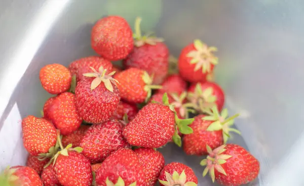 Full Bucket Freshly Picked Strawberries Summer Garden Close Strawberries Plastic — Stockfoto