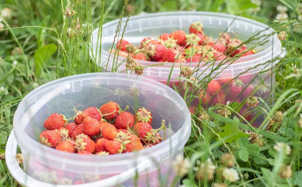 Full Bucket Freshly Picked Strawberries Summer Garden Close Strawberries Plastic — Stockfoto