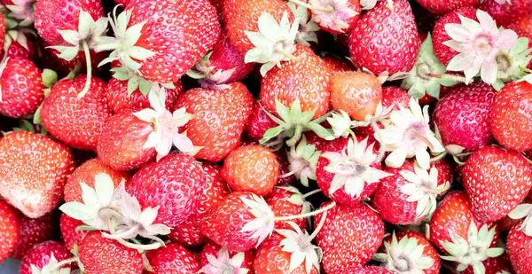 Strawberry Background Food Fruit Background Fresh Organic Berries Macro Summer — Stock Photo, Image