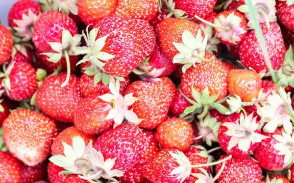 Strawberry Background Food Fruit Background Fresh Organic Berries Macro Summer — Stockfoto