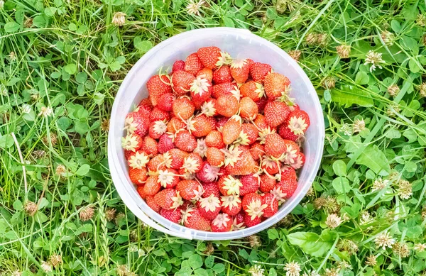 在夏天的花园里 一整桶新鲜采摘的草莓 把草莓放在塑料篮子里的特写 在农贸市场上的有机新鲜浆果 在草莓地里的桶里 — 图库照片