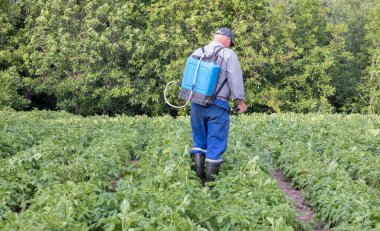 Patates mahsulüne böcek ilacı uygulayan bir çiftçi. Böcek ilaçlarının uygulanması için kişisel koruyucu ekipman giymiş bir adamın bacakları. Bir adam patates çalılarına bakır sülfat solüsyonu sıkar.