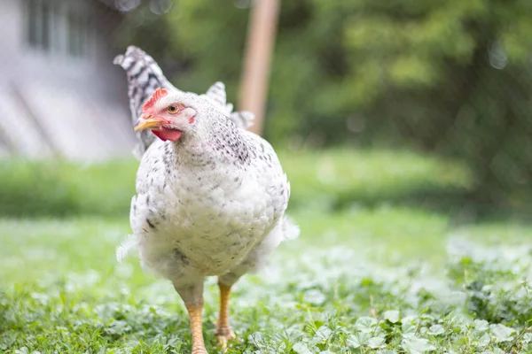 Chickens on the farm, poultry concept. White loose chicken outdoors. Funny bird on a bio farm. Domestic birds on a free range farm. Breeding chickens. Walk in the yard. Agricultural industry