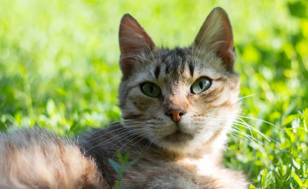 Close-up of a cat with green eyes lies in the grass. Curious cat looks around on the street, close-up. Funny beautiful cat poses for the camera on a summer sunny day. Animal love concept