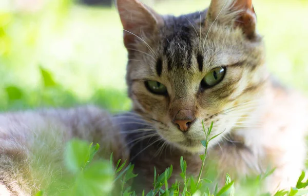 Close-up of a cat with green eyes lies in the grass. Curious cat looks around on the street, close-up. Funny beautiful cat poses for the camera on a summer sunny day. Animal love concept