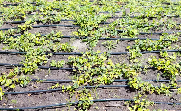 Irrigation system for plants in a developed garden. Industrial theme. Green seedlings are grown in a drip system