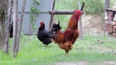 A large rooster with a red tuft in the village. Young Red Cockerel Rhode Island Red Barnyard Mix. Beautiful video of an orange Rhode Island rooster on a small farm. Multicolored feathers.