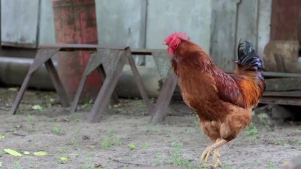 Large Rooster Red Tuft Village Young Red Cockerel Rhode Island — Stockvideo