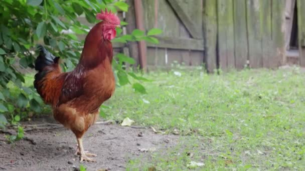 Large Rooster Red Tuft Village Young Red Cockerel Rhode Island — Stock video