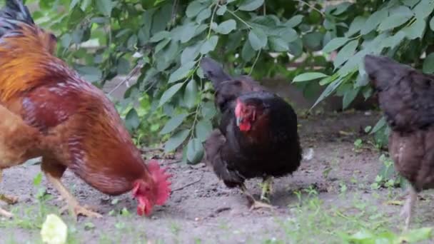 Large Rooster Red Tuft Village Young Red Cockerel Rhode Island — Stockvideo