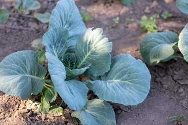 White fresh cabbage Aggressor grows in the beds. Close-up shot. Cabbage with spreading leaves ripens in the garden. Cultivation of cabbage. Cabbage hybrid for fresh use