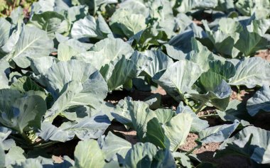 White fresh cabbage Aggressor grows in the beds. Close-up shot. Cabbage with spreading leaves ripens in the garden. Cultivation of cabbage. Cabbage hybrid for fresh use