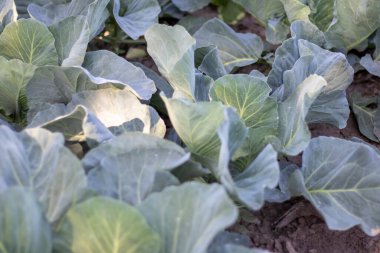White fresh cabbage Aggressor grows in the beds. Close-up shot. Cabbage with spreading leaves ripens in the garden. Cultivation of cabbage. Cabbage hybrid for fresh use