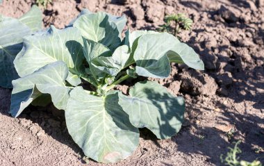 White fresh cabbage Aggressor grows in the beds. Close-up shot. Cabbage with spreading leaves ripens in the garden. Cultivation of cabbage. Cabbage hybrid for fresh use