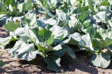 White fresh cabbage Aggressor grows in the beds. Close-up shot. Cabbage with spreading leaves ripens in the garden. Cultivation of cabbage. Cabbage hybrid for fresh use