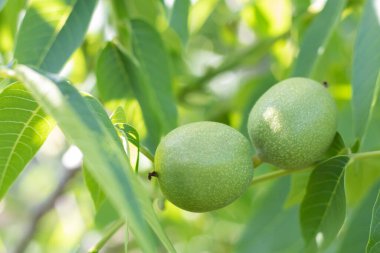Green young walnuts grow on a tree. Variety Kocherzhenko close-up. The walnut tree grows waiting to be harvested. Green leaves background. Nut fruits on a tree branch in the yellow rays of the sun