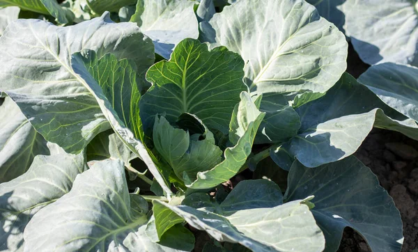 White fresh cabbage Aggressor grows in the beds. Close-up shot. Cabbage with spreading leaves ripens in the garden. Cultivation of cabbage. Cabbage hybrid for fresh use