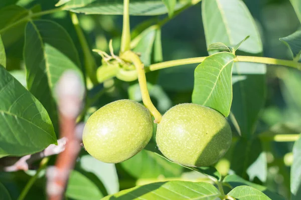 Green young walnuts grow on a tree. Variety Kocherzhenko close-up. The walnut tree grows waiting to be harvested. Green leaves background. Nut fruits on a tree branch in the yellow rays of the sun