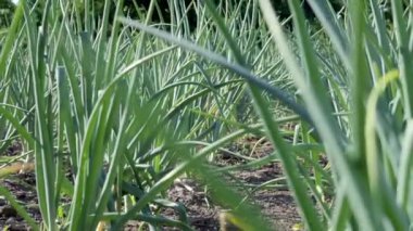 Olgunlaşmış taze soğanlı bir tarla manzarası. Soğan tarlası. Tarlada yetişen soğan olgunlaşmış bitkiler, yakın plan. Baharda olgunlaşan soğan tarlası. Tarım arazisi. Bahçede yeşil soğan yetişiyor..