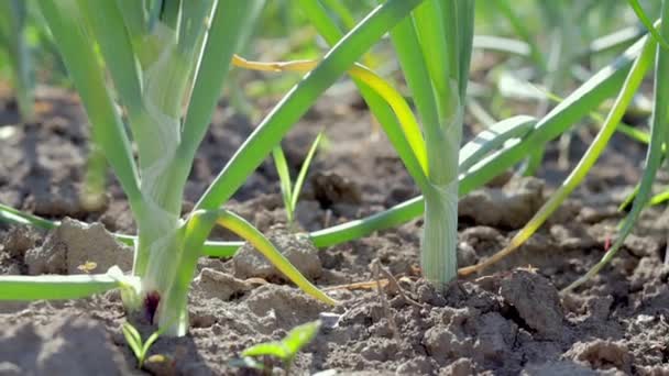 Hagymát Földeken Termesztik Parcellákon Sorok Mezőn Mezőgazdasági Kertben Tájkép Nyáron — Stock videók