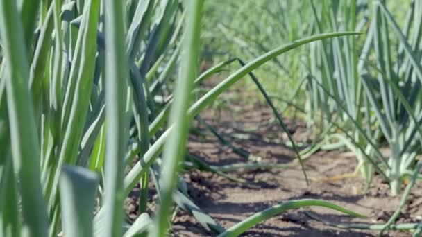 Blick Auf Ein Feld Mit Reifenden Grünen Zwiebeln Zwiebelfeld Zwiebelreife — Stockvideo