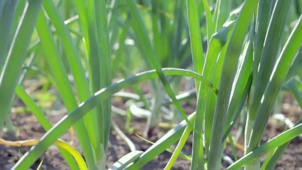 View Field Ripening Green Onions Onion Field Onion Ripe Plants — Stock video