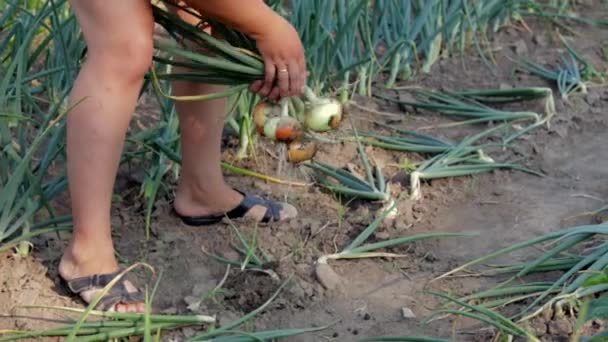 Mulher Agricultora Pegando Cebolas Amarelas Maduras Frescas Com Mãos Chão — Vídeo de Stock