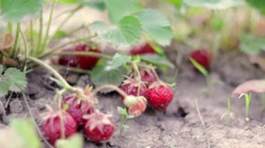 Yaz bahçesinde olgun kırmızı çileklerle dolu bir çalı. Çiftlikte böğürtlen yetiştirmek. Bahçede olgun organik çilek çalısı var. Doğal çilek hasadının yetiştirilmesi.