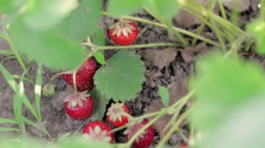 Yaz bahçesinde olgun kırmızı çileklerle dolu bir çalı. Çiftlikte böğürtlen yetiştirmek. Bahçede olgun organik çilek çalısı var. Doğal çilek hasadının yetiştirilmesi.