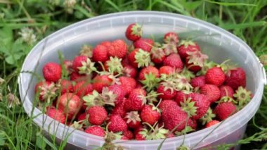 Full bucket of freshly picked strawberries in the summer garden. Close-up of strawberries in a plastic basket. Organic and fresh berry at a farmers market, in a bucket on a strawberry patch.