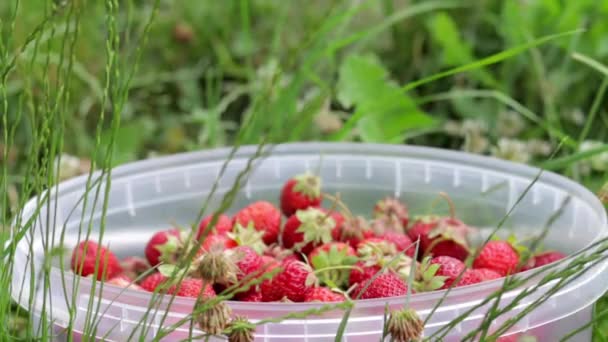 Cubo Lleno Fresas Recién Recogidas Jardín Verano Primer Plano Fresas — Vídeos de Stock