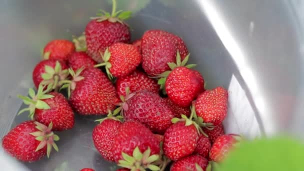 Full Bucket Freshly Picked Strawberries Summer Garden Close Strawberries Plastic — Wideo stockowe