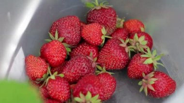 Bir çiftçi kadının elleri konteynıra organik çilek topluyor. Taze organik çilek koleksiyonu. Yakın plan çilek çalıları, tarlada kırmızı sulu çilek hasadı..