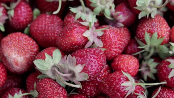 Aardbeien Achtergrond Fruit Achtergrond Macro Van Verse Biologische Bessen Zomer — Stockvideo
