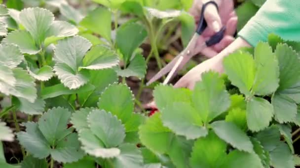 Руки Фермера Збирають Органічну Полуницю Контейнер Колекція Свіжих Органічних Полуниць — стокове відео