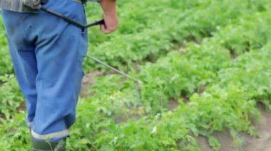 Patates mahsulüne böcek ilacı uygulayan bir çiftçi. Böcek ilaçlarının uygulanması için kişisel koruyucu ekipman giymiş bir adamın bacakları. Bir adam patates çalılarına bakır sülfat solüsyonu sıkar..