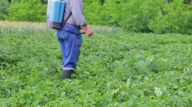 Patates mahsulüne böcek ilacı uygulayan bir çiftçi. Böcek ilaçlarının uygulanması için kişisel koruyucu ekipman giymiş bir adamın bacakları. Bir adam patates çalılarına bakır sülfat solüsyonu sıkar..