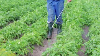 Patates mahsulüne böcek ilacı uygulayan bir çiftçi. Böcek ilaçlarının uygulanması için kişisel koruyucu ekipman giymiş bir adamın bacakları. Bir adam patates çalılarına bakır sülfat solüsyonu sıkar..