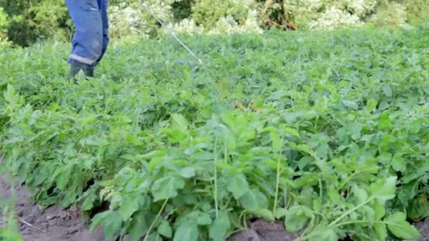 ジャガイモの作物に殺虫剤を適用する農家 殺虫剤の適用のための個人的な保護具の男の足 人は硫酸銅溶液でジャガイモの茂みを噴霧する — ストック動画