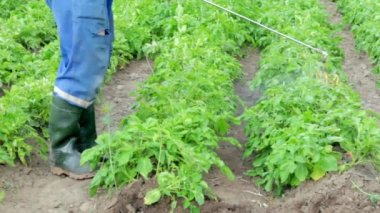 Patates mahsulüne böcek ilacı uygulayan bir çiftçi. Tarımda kimyasalların kullanımı. Mantar enfeksiyonlarına ve böceklere karşı savaş. Bir adam patates tarlasına el spreyiyle böcek ilacı sıkar..
