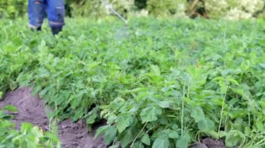 Patates mahsulüne böcek ilacı uygulayan bir çiftçi. Tarımda kimyasalların kullanımı. Mantar enfeksiyonlarına ve böceklere karşı savaş. Bir adam patates tarlasına el spreyiyle böcek ilacı sıkar..