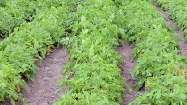 オスの農家は 散布機からジャガイモプランテーションに農薬を散布します 化学物質の使用 昆虫制御 畑ではジャガイモのプランテーションが成長する 列のジャガイモの緑のフィールド — ストック動画