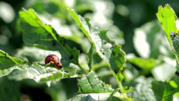 Primer Plano Una Larva Escarabajo Rayas Colorado Hojas Papa Dañadas — Vídeo de stock