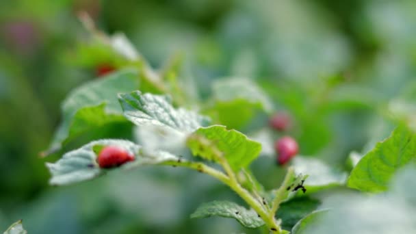 Close Van Een Colorado Gestreepte Keverlarve Beschadigde Aardappelbladeren Leptinotarsa Decemlineata — Stockvideo