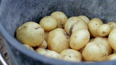 Genç patatesleri hasat eden çiftçi kadın. Tarım hasat konsepti. Tarlada organik taze patates yetiştiriyor. İşçi çiftliği. Yazın veya sonbaharda siyah kovada organik sebzeler.