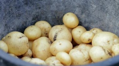 Genç patatesleri hasat eden çiftçi kadın. Tarım hasat konsepti. Tarlada organik taze patates yetiştiriyor. İşçi çiftliği. Yazın veya sonbaharda siyah kovada organik sebzeler.
