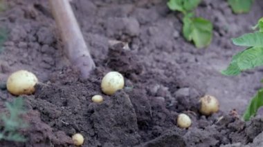 Yaz günü tarlada taze organik patatesler. Topraktan patates topluyorum. Düşük açı taze kazılmış ya da zengin kahverengi zeminde biçilmiş patatesler. Yiyecek yetiştirme kavramı.