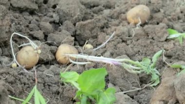 Yaz günü tarlada taze organik patatesler. Topraktan patates topluyorum. Düşük açı taze kazılmış ya da zengin kahverengi zeminde biçilmiş patatesler. Yiyecek yetiştirme kavramı.